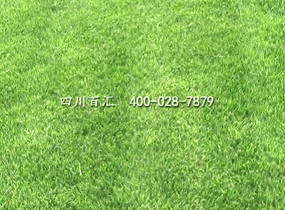 混播草坪